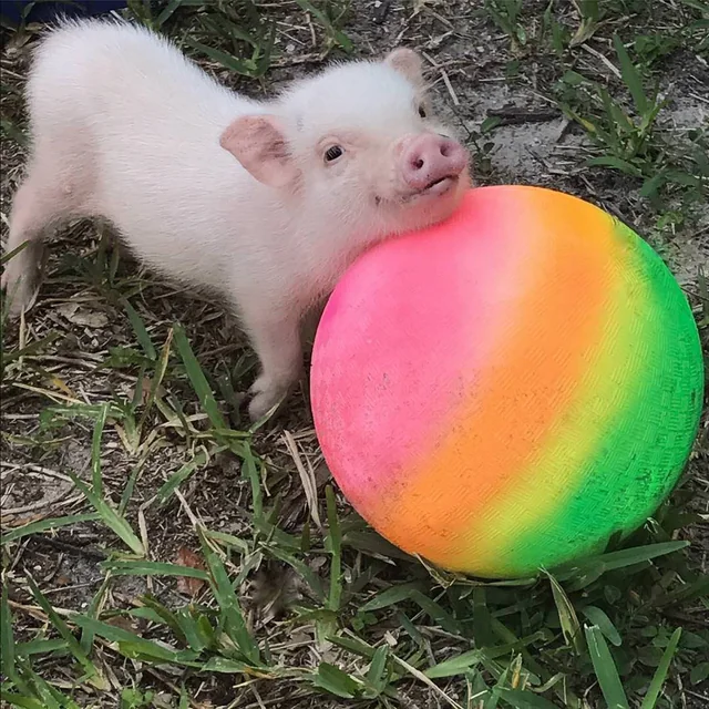 The cutest little piggies to make you smile!