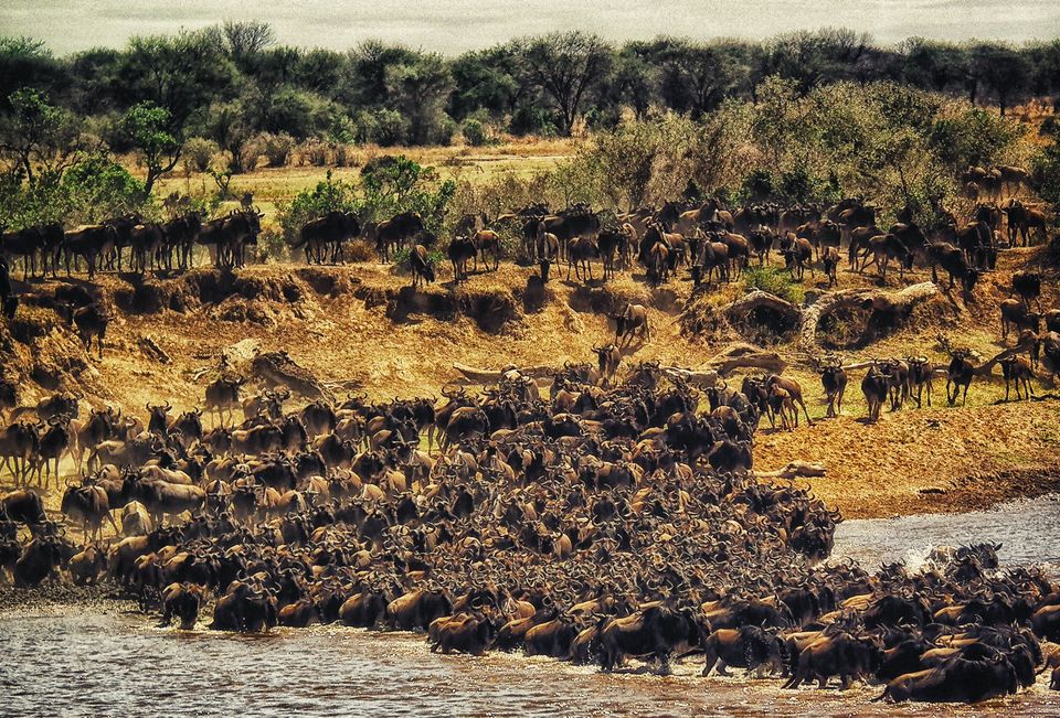 The Great Wildebeest Migration!